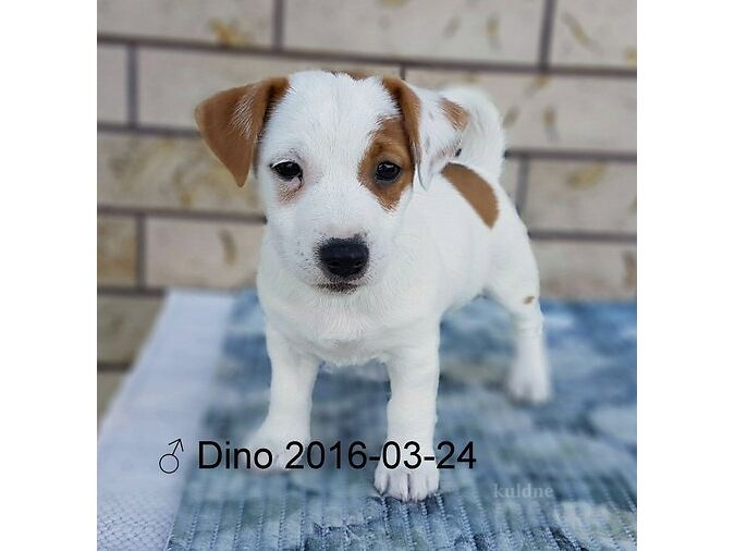 JACK RUSSELLI TERJER