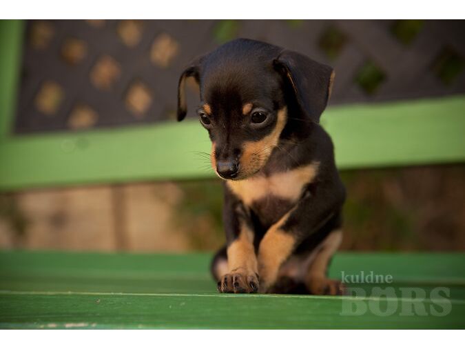 KÄÄBUSPINŠER (MINIATURE PINSCHER)