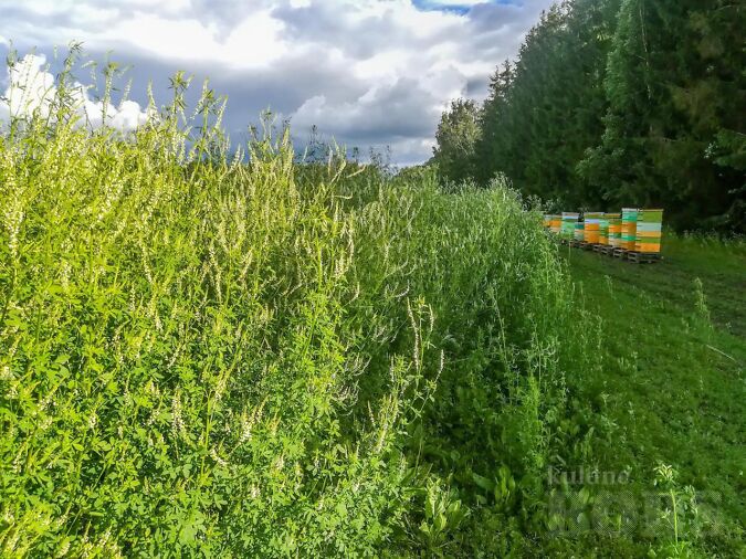 VALGE MESIKAS "KUUSIKU1" SERTIFITSEERITUD SEEME