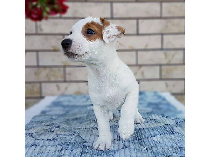JACK RUSSELLI TERJER