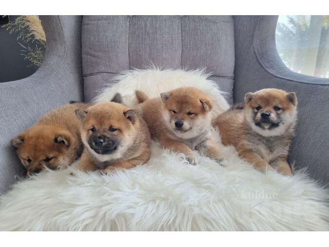 MÜÜA SHIBA INU  KUTSIKAD