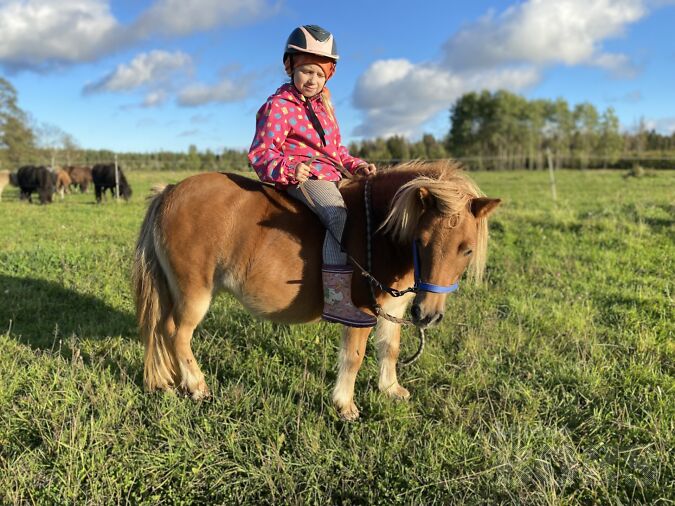SHETLANDI PONI MÄRA OLIVIA