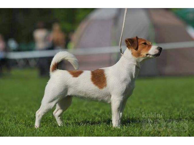 JACK RUSSELLI TERJER