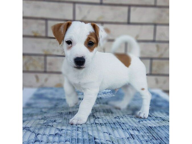 JACK RUSSELLI TERJER