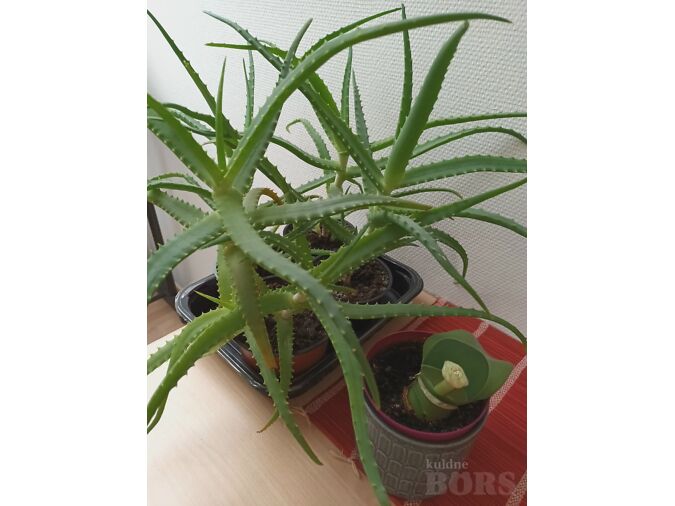 AALOE