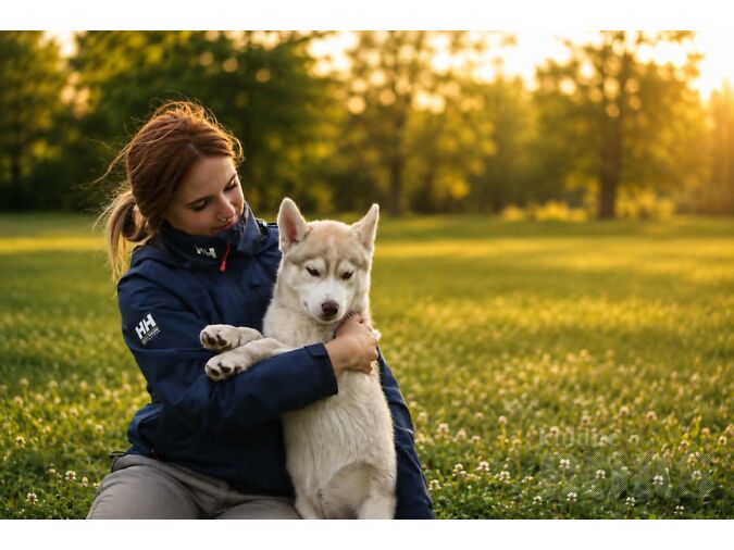 SIBERI HUSKY