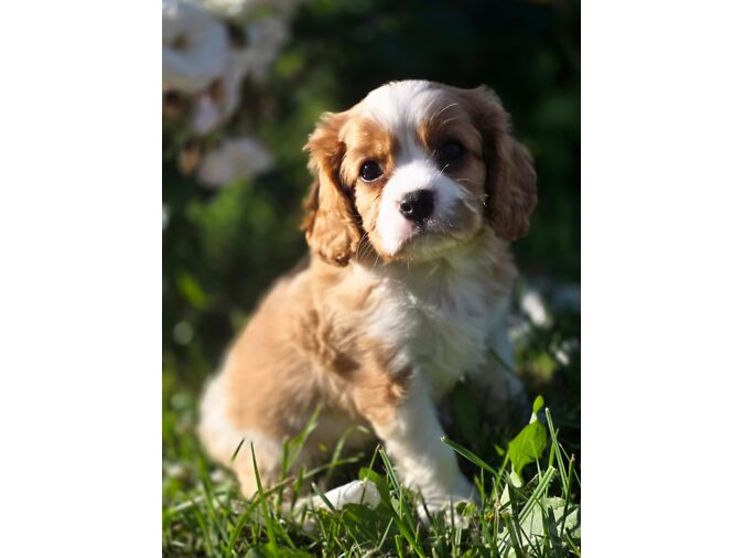 KING CAVALIER CHARLES SPANJEL