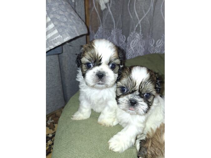 IDEALSED SHIH TZU KUTSIKAD.