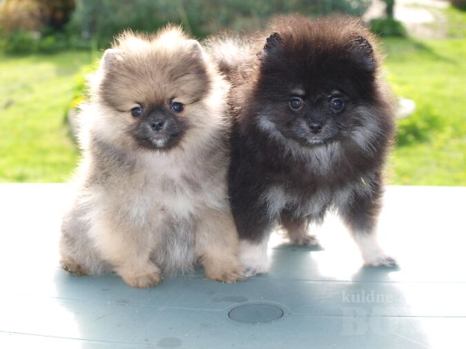 KÄÄBUSSPITS, POMERANIAN