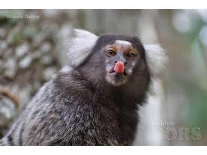 VALGETUPS-MARMOSETT