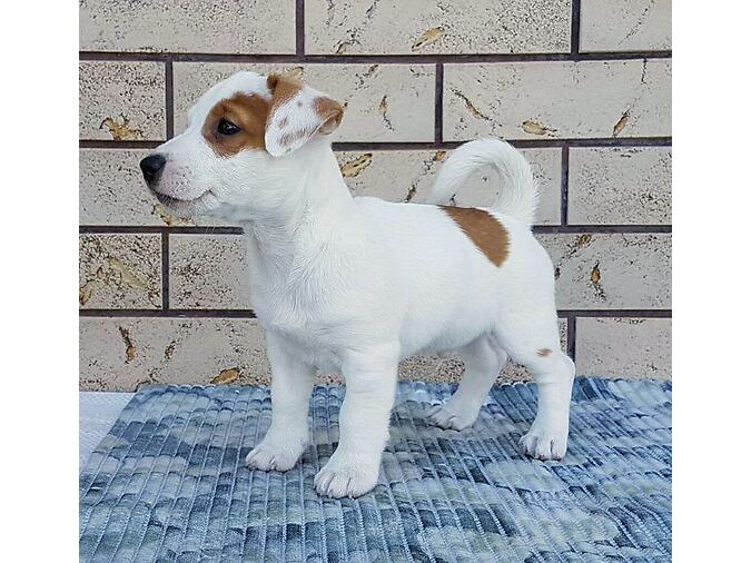 JACK RUSSELLI TERJER