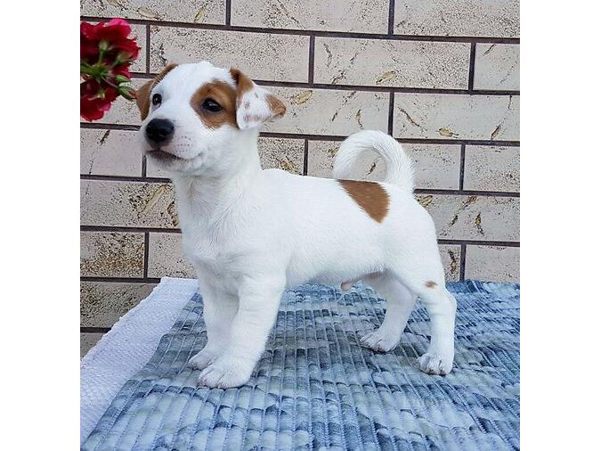 JACK RUSSELLI TERJER
