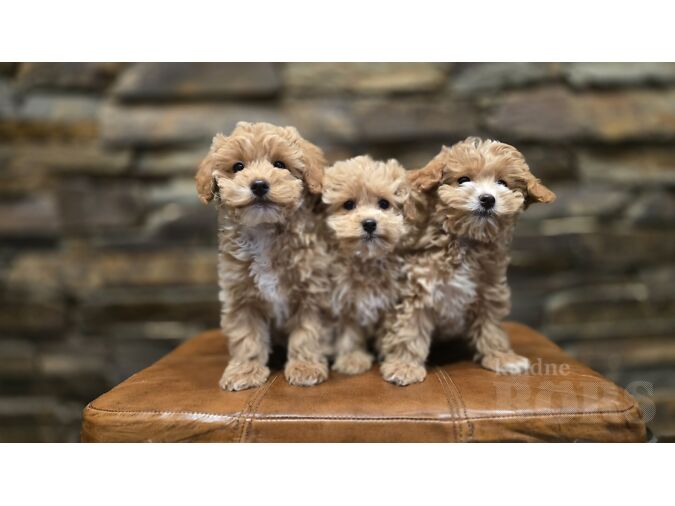 MÜÜA MALTIPOO  KUTSIKAD