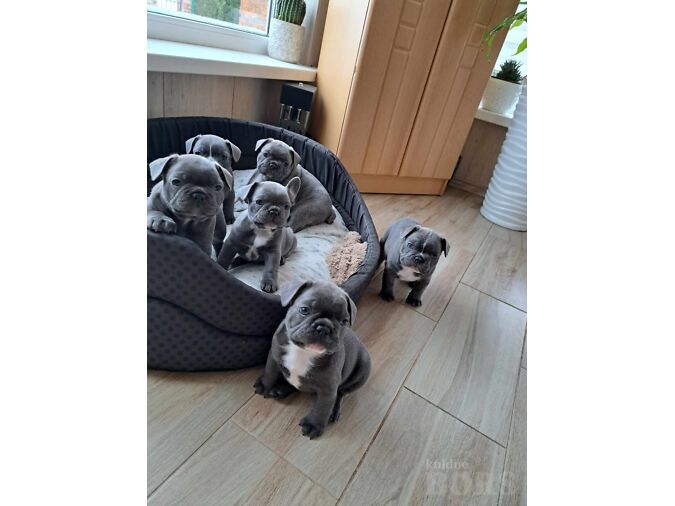 PRANTSUSE BULDOG  KUTSIKAD.