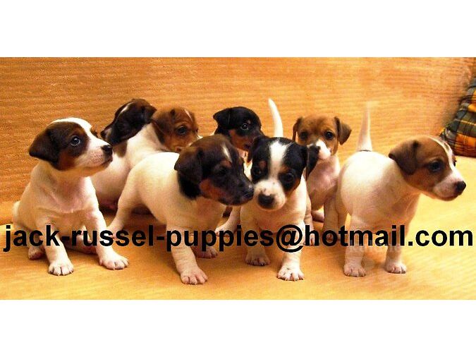 JACK RUSSELLI TERJERI KUTSIKAD.