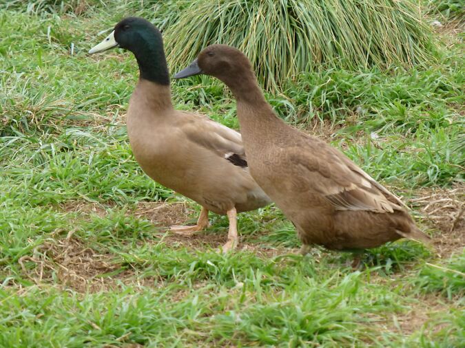 KHAKI CAMPELLI HAUDEMUNAD