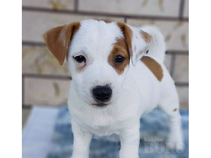 JACK RUSSELLI TERJER