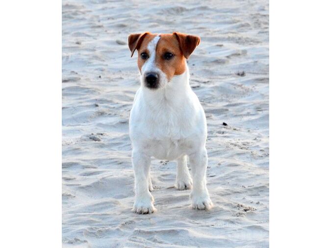 JACK RUSSELLI TERJER