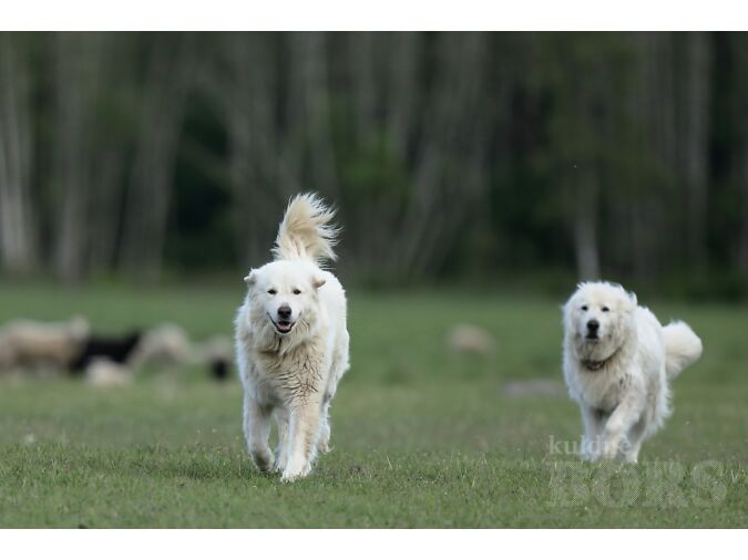 MAREMMA-ABRUZZI LAMBAKOER