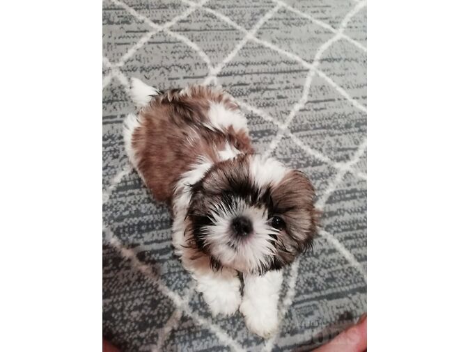IDEALSED SHIH TZU KUTSIKAD.