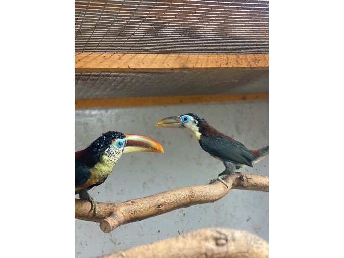 ARACARI