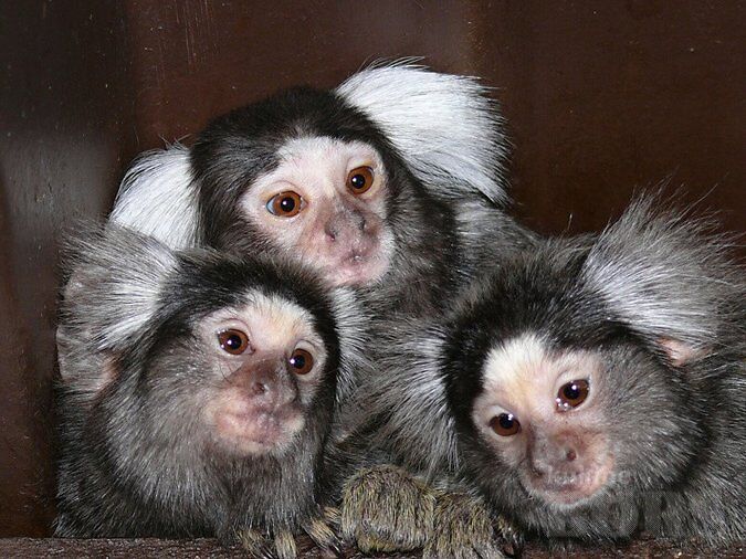 VALGETUPS-MARMOSETT