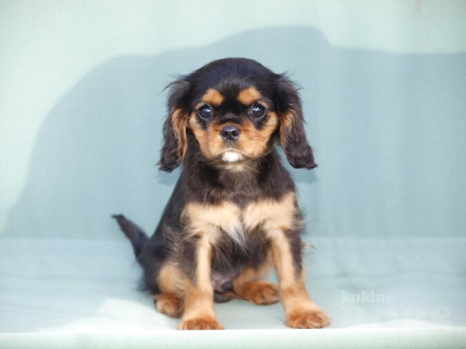 KING CAVALIER CHARLES SPANJEL