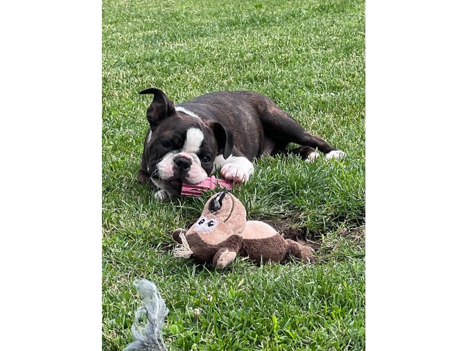 BOSTONI TERRIERI KUTSIKAS/ISANE, EESTI KENNEL, EKL/FCI