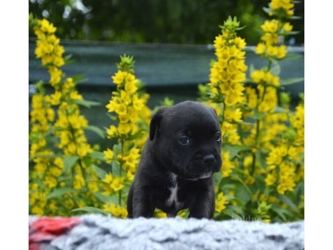 STAFFORDSHIRE'I BULLTERJER