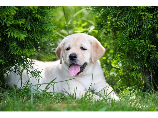 LABRADOR-RETRIIVERI KUTSIKAD