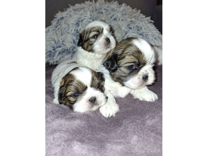IDEALSED SHIH TZU KUTSIKAD.