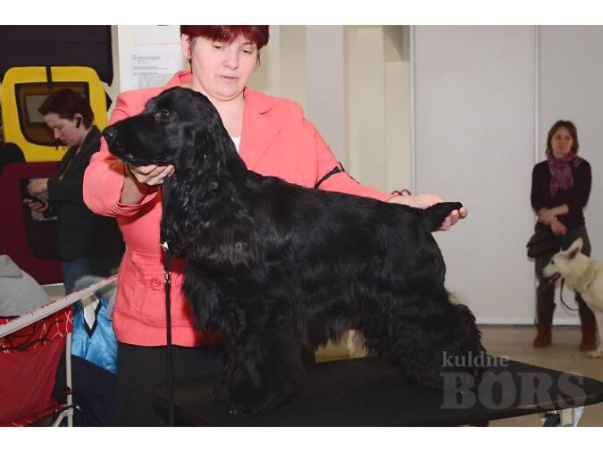 INGLISE KOKER SPANJELI KUTSIKAD: Isa-Strong Boy for Dreamburg