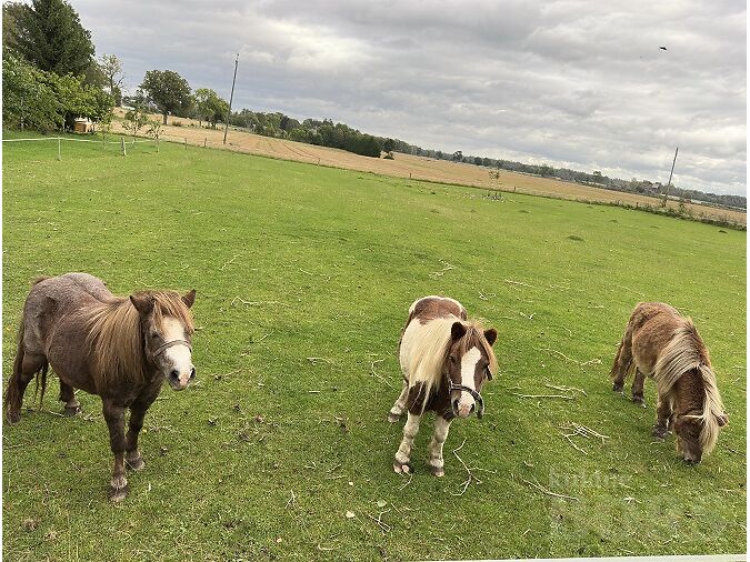SHETLANDI PONI