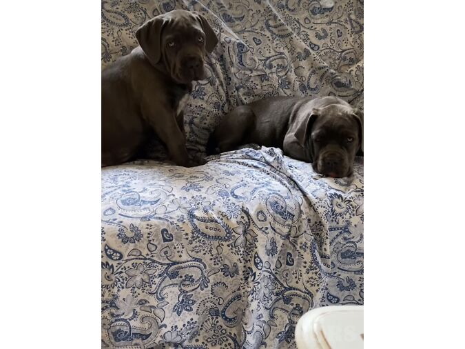 IMEILUSAD CANE CORSO MAAILMA TŠEMPIONI JÄRELTULIJAD