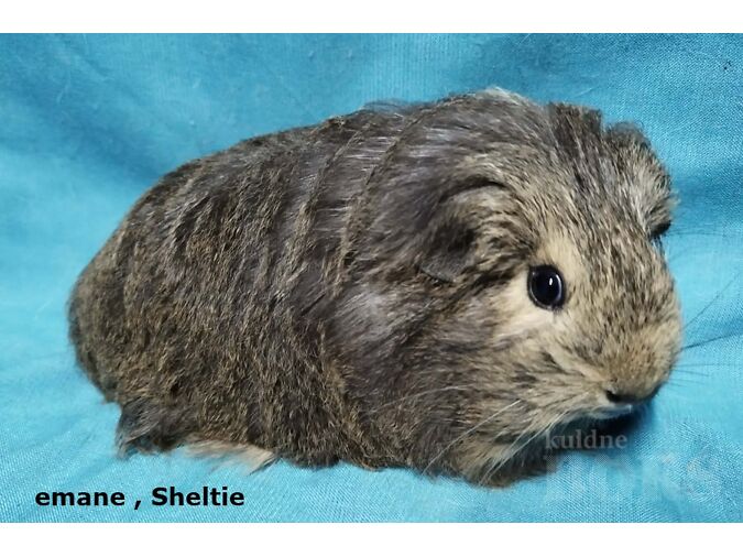 TÕU MERISEAD-EMASED CORONET,SHELTIE