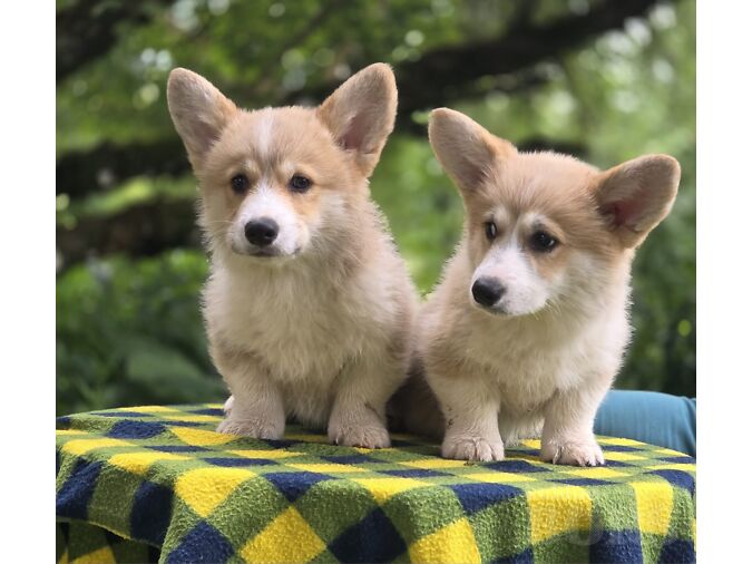 WELSH CORGI PEMBROKE