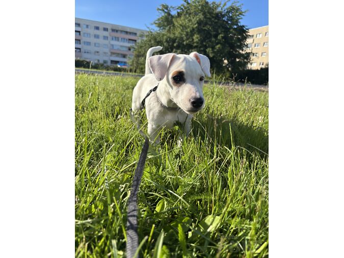 JACK RUSSELLI TERJERI KUTSIKAS